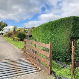 Hedge Works and Topiary